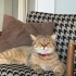 Tabby British Cookie kısır aşıları tam fotoğraf