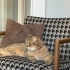 Tabby British Cookie kısır aşıları tam fotoğraf