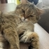 Tabby British Cookie kısır aşıları tam fotoğraf