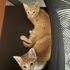 2 Aylık Sevimli Yavru Kedimize Ömürlük Yuva Arıyoruz 🐾🤍 fotoğraf