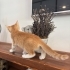 2 Aylık Sevimli Yavru Kedimize Ömürlük Yuva Arıyoruz 🐾🤍 fotoğraf