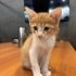 2 Aylık Sevimli Yavru Kedimize Ömürlük Yuva Arıyoruz 🐾🤍 fotoğraf