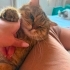 Tabby British Cookie kısır aşıları tam fotoğraf