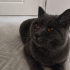 7 aylık british shorthair erkek kedimiz fotoğraf