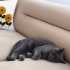 7 aylık british shorthair erkek kedimiz fotoğraf