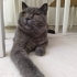 7 aylık british shorthair erkek kedimiz fotoğraf