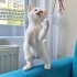 DİŞİ VE ERKEK VAN MELEZLERİ..!! fotoğraf