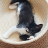 DİŞİ VE ERKEK VAN MELEZLERİ..!! fotoğraf