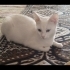 cok sakin inanilmaz tatli tam bir prenses fotoğraf