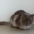 British Longhair cinsi kedimizi sahiplendiriyoruz . fotoğraf
