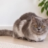 British Longhair cinsi kedimizi sahiplendiriyoruz . fotoğraf