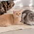 British Longhair cinsi kedimizi sahiplendiriyoruz . fotoğraf