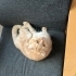 Özel rengiyle scottish fold fotoğraf