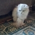 Acil kalıcı yuva aranıyor fotoğraf