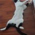 UZUN ZAMANDIR ÖMÜRLÜK YUVASINI BEKLİYOR TAM BİR KUCAK BEBEĞİ fotoğraf