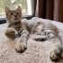 Fuzzy 4 Aydır Yuva Arıyor 😔 fotoğraf