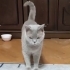 Sakin, kısır, erkek, aşılı cins kedi fotoğraf