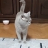 Sakin, kısır, erkek, aşılı cins kedi fotoğraf