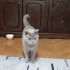 Sakin, kısır, erkek, aşılı cins kedi fotoğraf