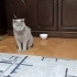 Sakin, kısır, erkek, aşılı cins kedi fotoğraf
