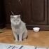 Sakin, kısır, erkek, aşılı cins kedi fotoğraf