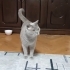 Sakin, kısır, erkek, aşılı cins kedi fotoğraf