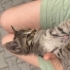 1,5 aylık sevimli yavrumuza yuva arıyoruz!! fotoğraf