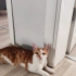 Beni neden mi sahiplenmelisiniz? fotoğraf
