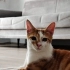 Beni neden mi sahiplenmelisiniz? fotoğraf