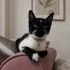 Kırmızı Başlıklı Kedi'ye Yuva Arıyoruz fotoğraf