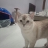British shorthair fotoğraf