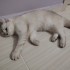 British shorthair fotoğraf