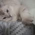 British shorthair fotoğraf