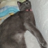 Russian blue mia fotoğraf