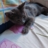 Russian blue mia fotoğraf