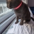 Russian blue mia fotoğraf