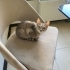 Şeker ve pati yuva arıyor fotoğraf