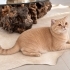 British Shorthair kedimizi sahiplendiriyoruz. fotoğraf