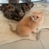 British Shorthair kedimizi sahiplendiriyoruz. fotoğraf