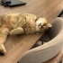 Cookie kısır aşıları tam ömürlük yuvasını arıyor fotoğraf