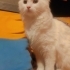 Sokaktan Kurtarıldı fotoğraf