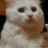 Sokaktan Kurtarıldı fotoğraf