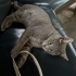 KISIR MELEZ KEDİ - ücretsiz fotoğraf