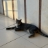 KISIR MELEZ KEDİ - ücretsiz fotoğraf