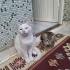 3 aylık yavrular fotoğraf