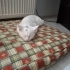 3 aylık yavrular fotoğraf