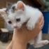 2 aylık dünya güzeli bebek acil fotoğraf