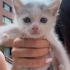 2 aylık dünya güzeli bebek acil fotoğraf