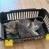 5. Kattan ölmek üzereyken kurtrılan yavrulara yuva arıyoruz fotoğraf