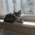 5. Kattan ölmek üzereyken kurtrılan yavrulara yuva arıyoruz fotoğraf